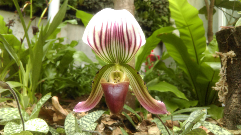 Orquidario de Estepona